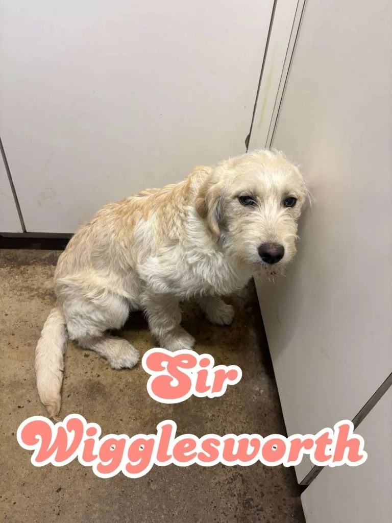 Sir Wigglesworth