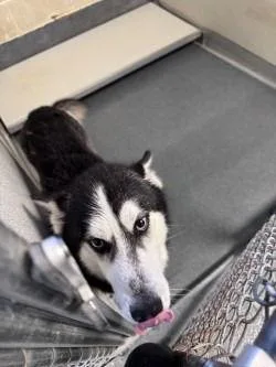 Da  Bobsled thumbnail 2