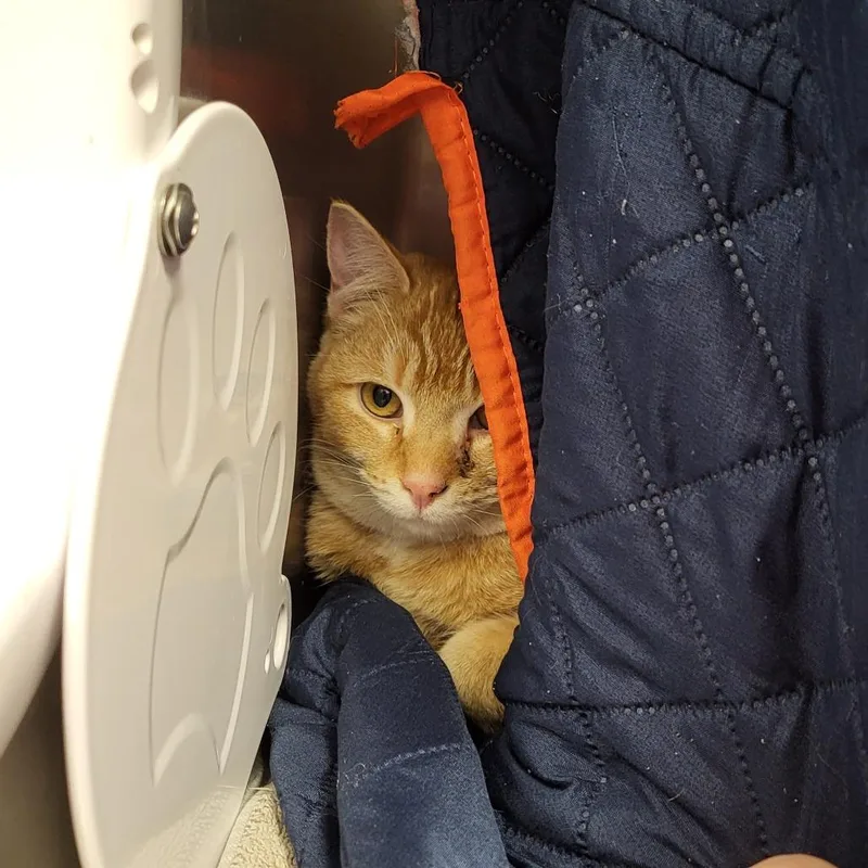 Franklin thumbnail 2