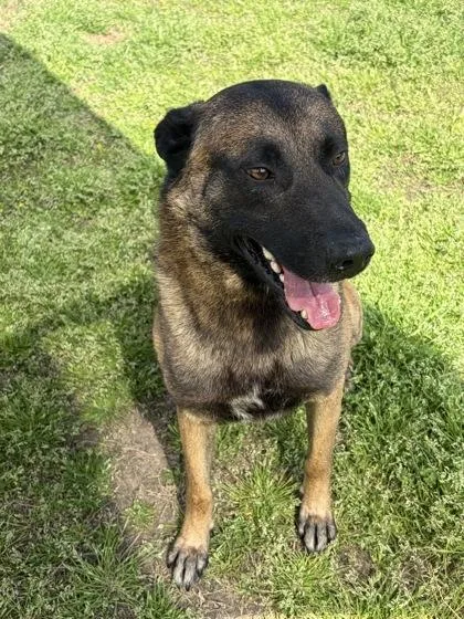 Meatball thumbnail 2