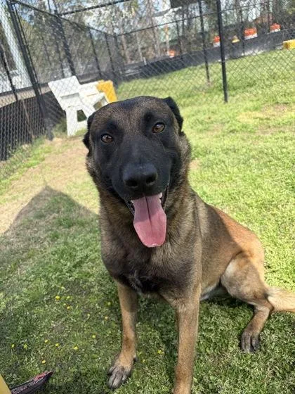 Meatball thumbnail 3