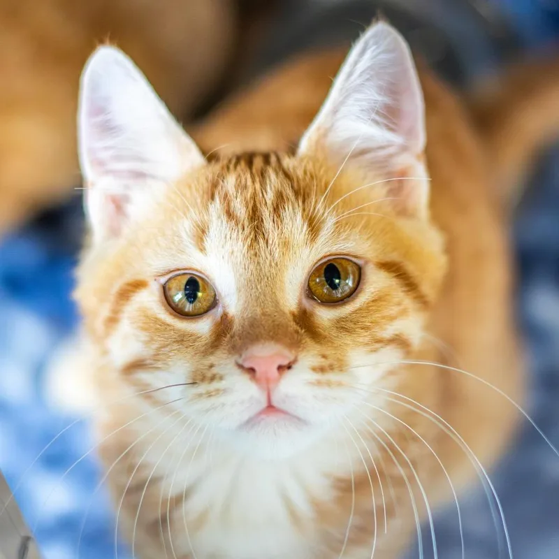 Cupid Bonded To Eros