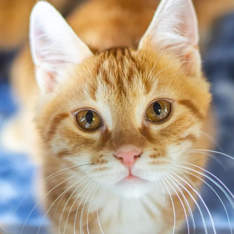 Cupid Bonded To Eros thumbnail 2