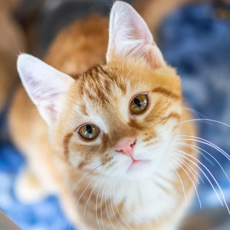 Cupid Bonded To Eros thumbnail 3