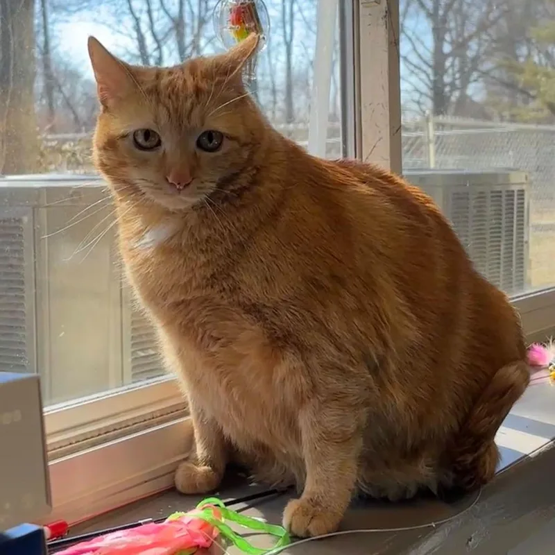 An adult large-sized female Orange / Red Domestic Short Hair cat named Missy for adoption in Newark, DE