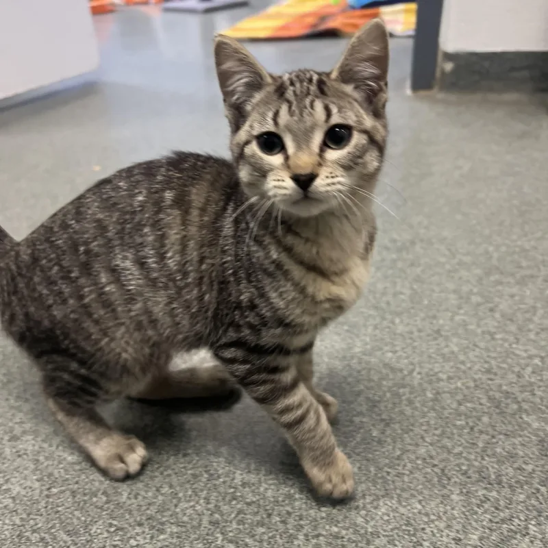 Hibiscus thumbnail 2