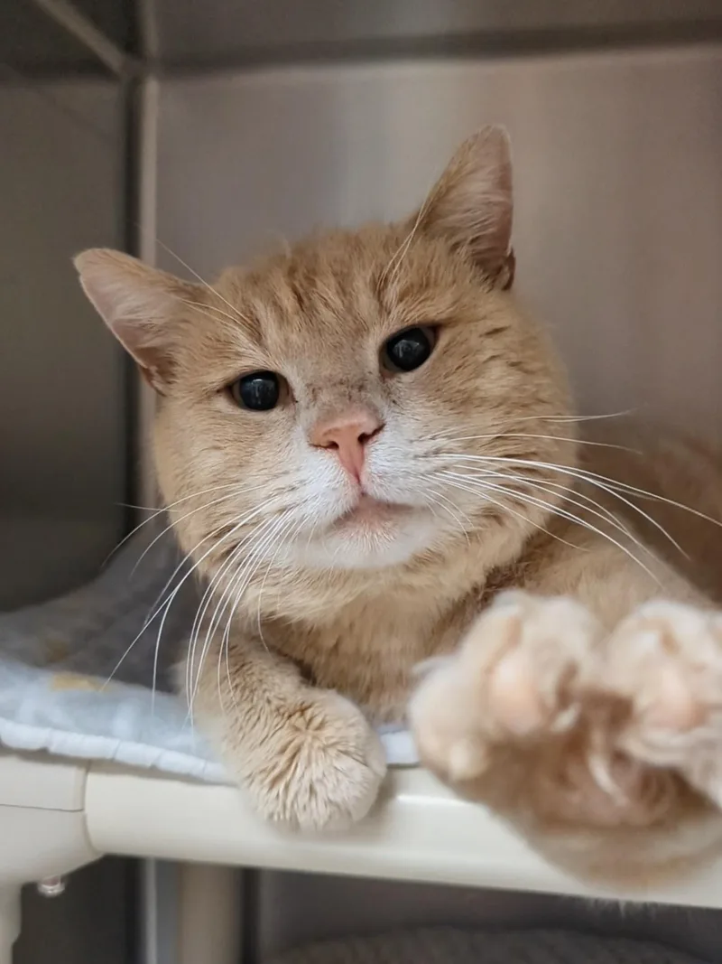 An adult large-sized male Buff / Tan / Fawn Domestic Short Hair cat named Elwood for adoption in West Jefferson, OH