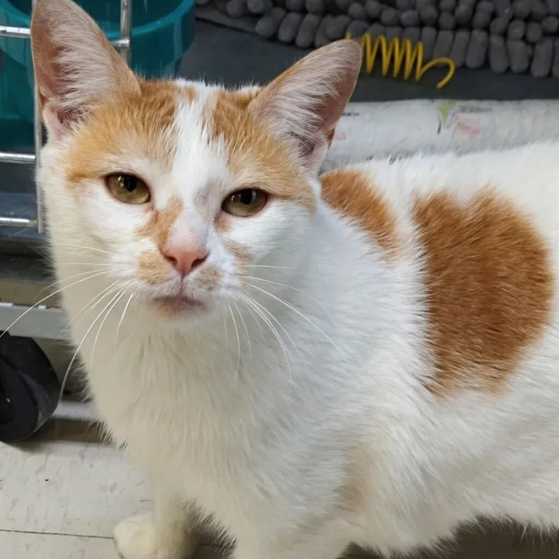 Marshmellow thumbnail 2