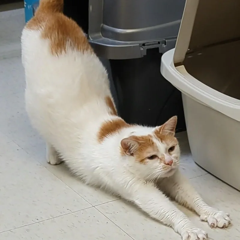 Marshmellow thumbnail 3