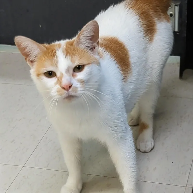 Marshmellow thumbnail 4