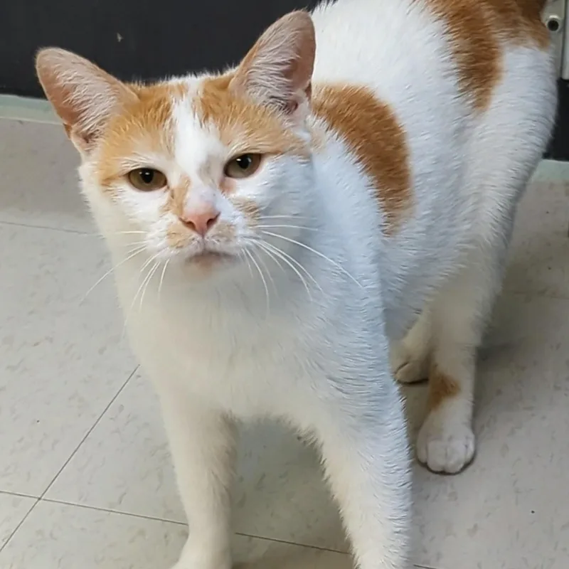 Marshmellow thumbnail 5