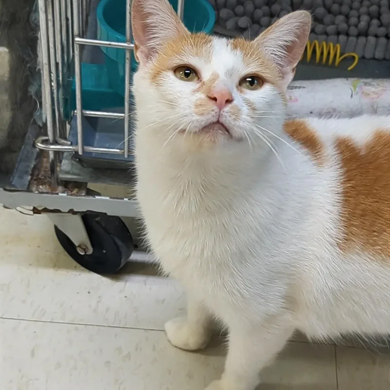 Marshmellow thumbnail 6