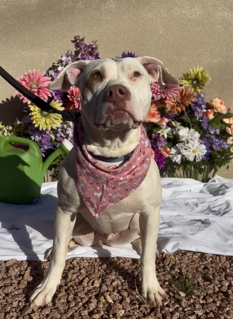 Marigold thumbnail 2