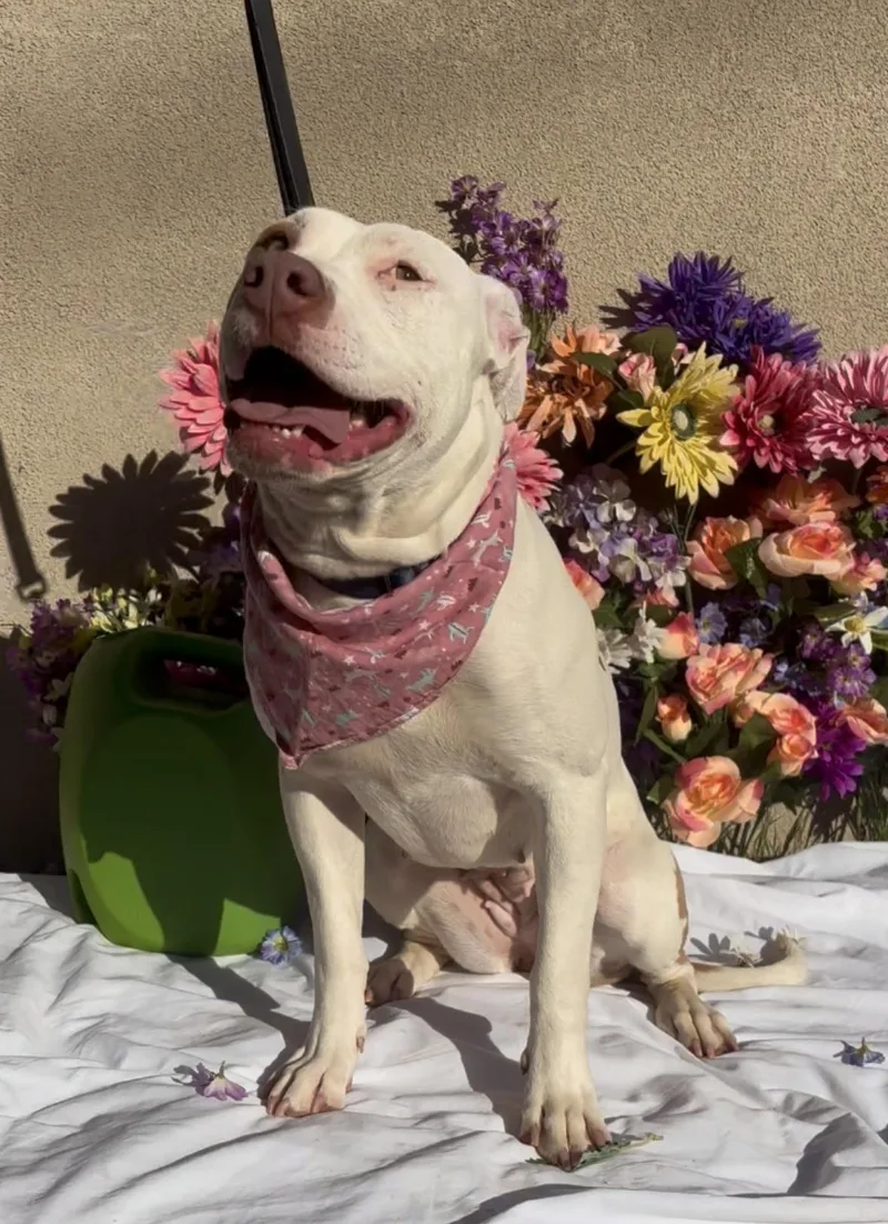 Marigold thumbnail 3