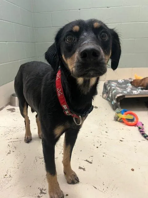 Mercedes thumbnail 2