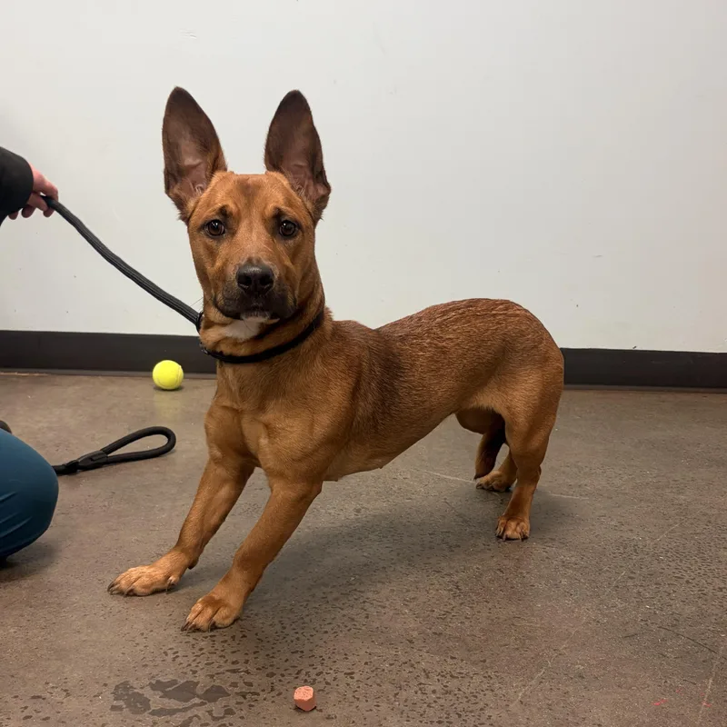 Betty Boop thumbnail 3