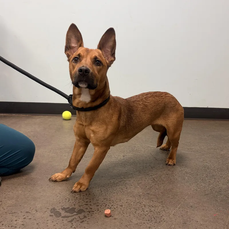 Betty Boop thumbnail 4