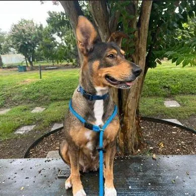 Honey Bun thumbnail 2