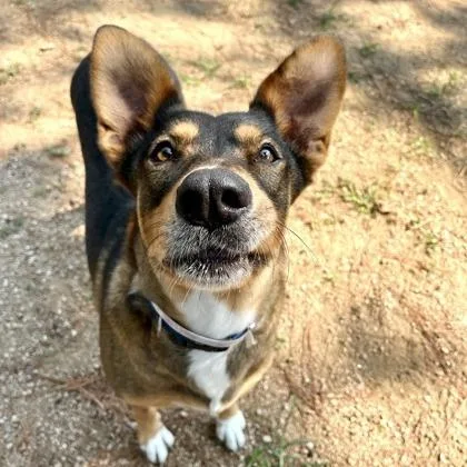 Honey Bun thumbnail 3