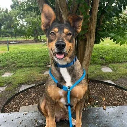 Honey Bun thumbnail 4