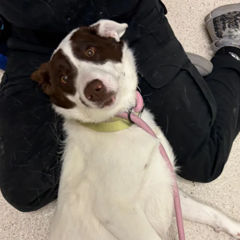 Microwaved Macaroni Salad