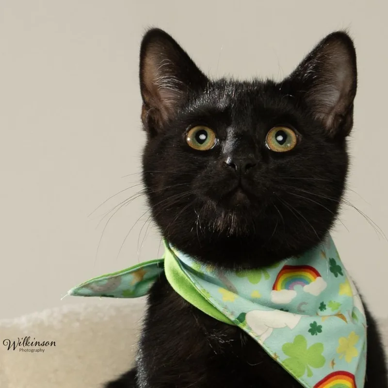 Frijoles thumbnail 2