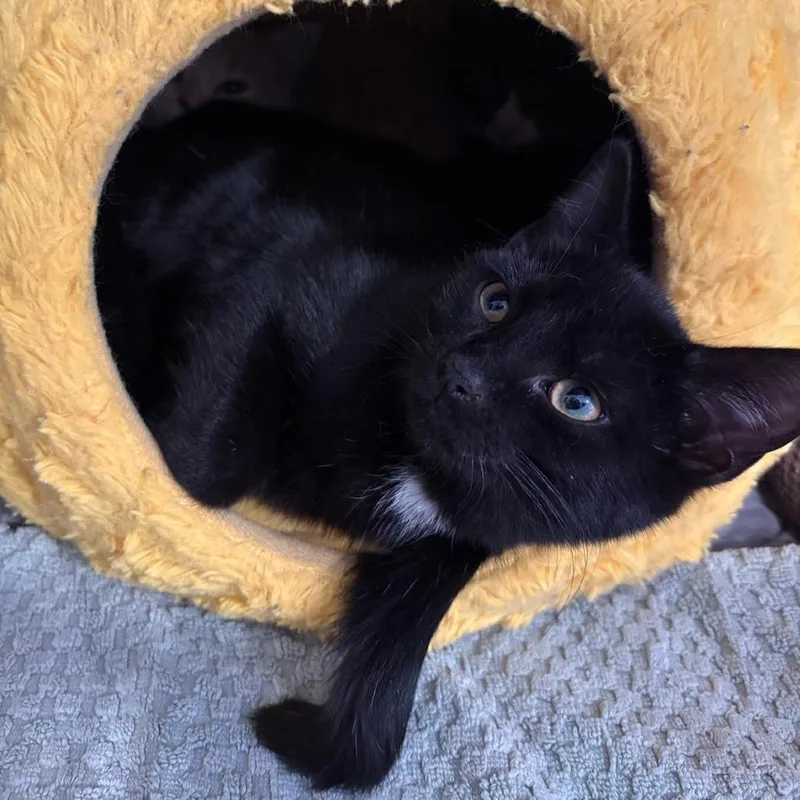 Frijoles thumbnail 3