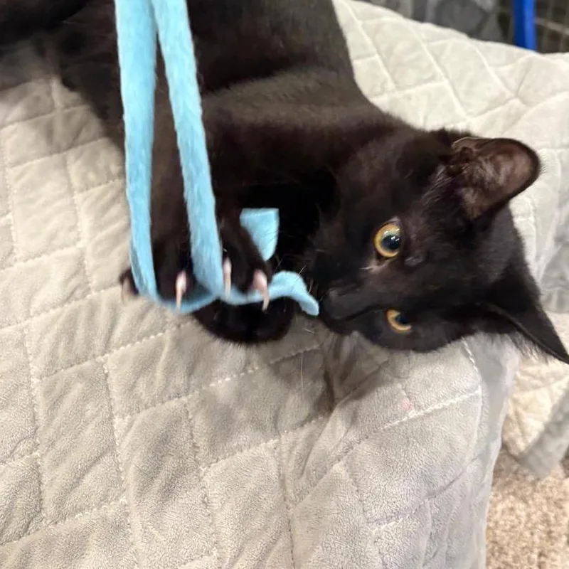 Frijoles thumbnail 4