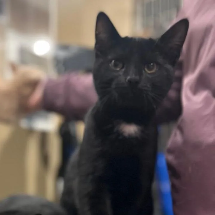 Frijoles thumbnail 5