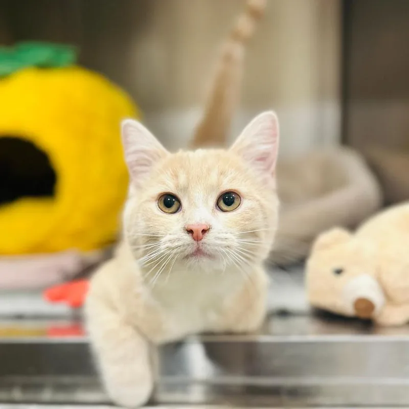 Garbanzo thumbnail 2