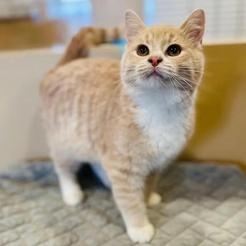 Garbanzo thumbnail 3