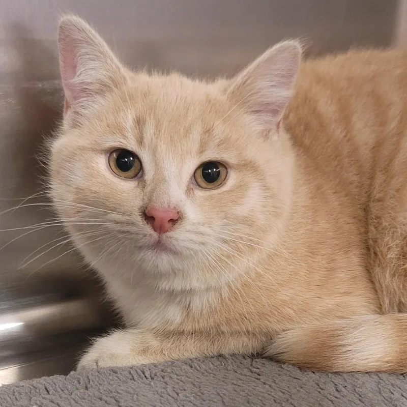 Garbanzo thumbnail 4