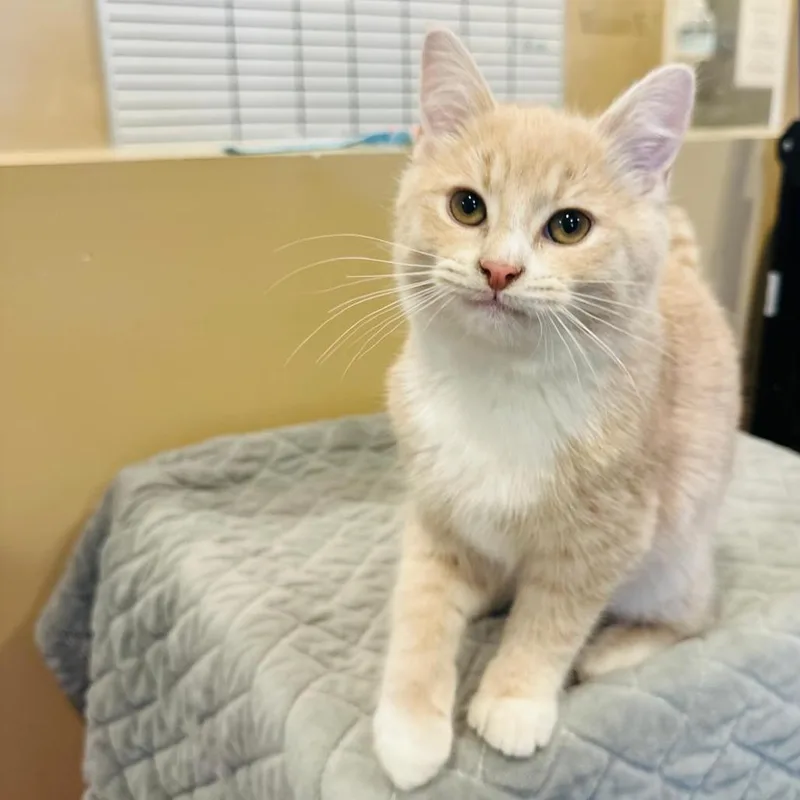 Garbanzo thumbnail 5