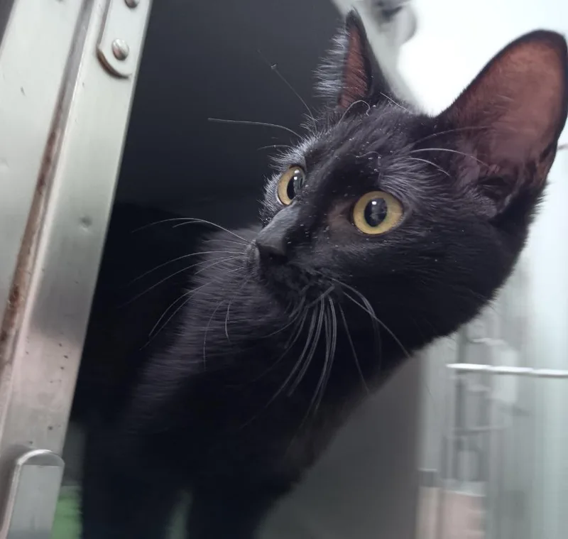 A young medium-sized female Domestic Short Hair cat named Ms. Swankie for adoption in New Braunfels, TX