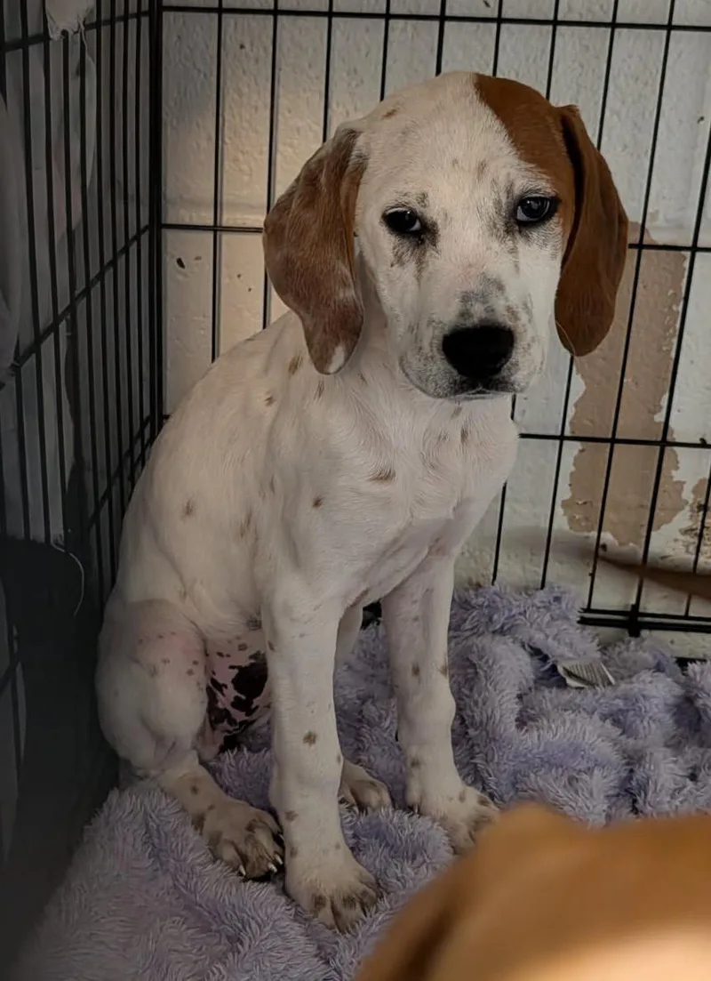 Shirley & Laverne thumbnail 2