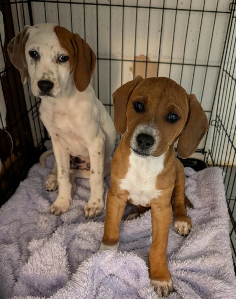 Shirley & Laverne thumbnail 4