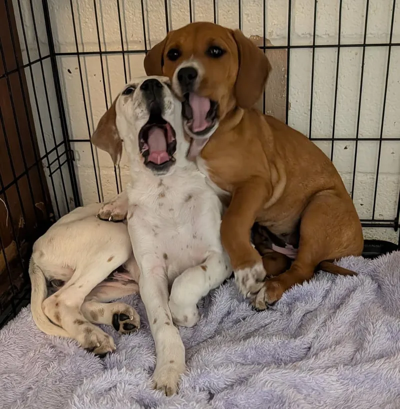 Shirley & Laverne thumbnail 5