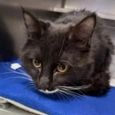 An adult medium-sized male Black Domestic Medium Hair cat named Duke Of Hastings @ for adoption in Rapid City, SD
