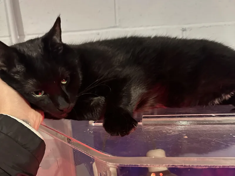 Pepper Courtesy Listing thumbnail 2