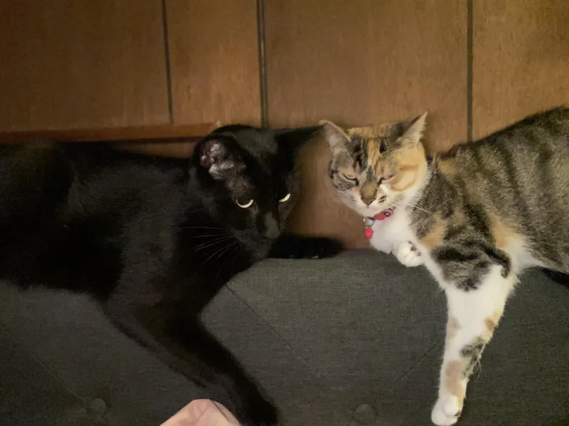 Pepper Courtesy Listing thumbnail 3