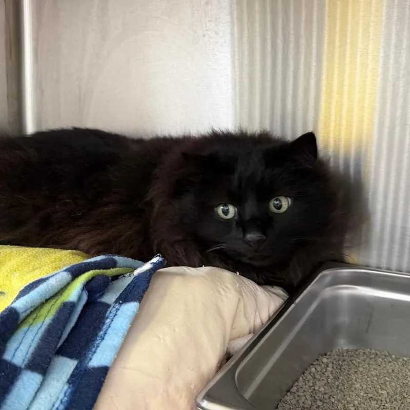 Little Man thumbnail 2