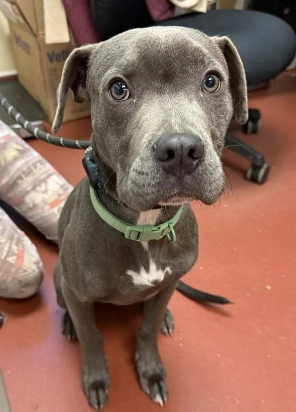 Gooseberry thumbnail 2