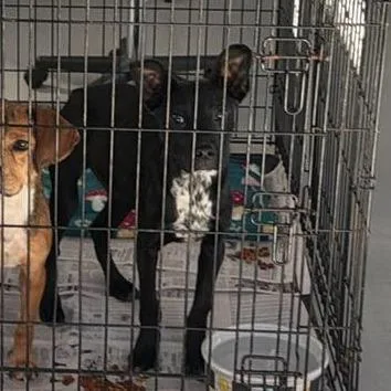 Jester Stray Hold thumbnail 2