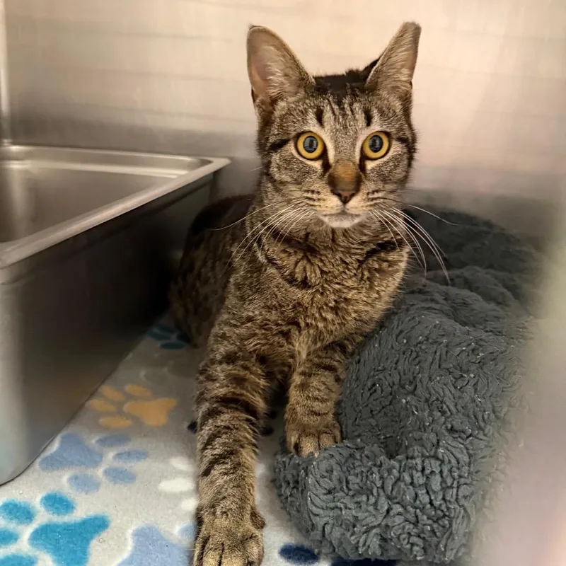 Chicken Noodle thumbnail 2