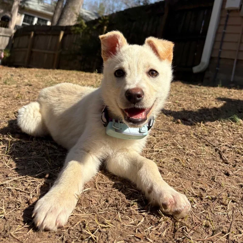 Honey Butter thumbnail 2