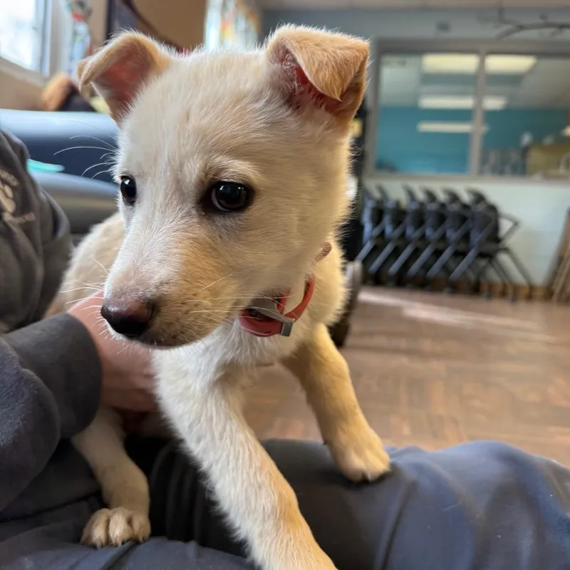 Honey Butter thumbnail 3