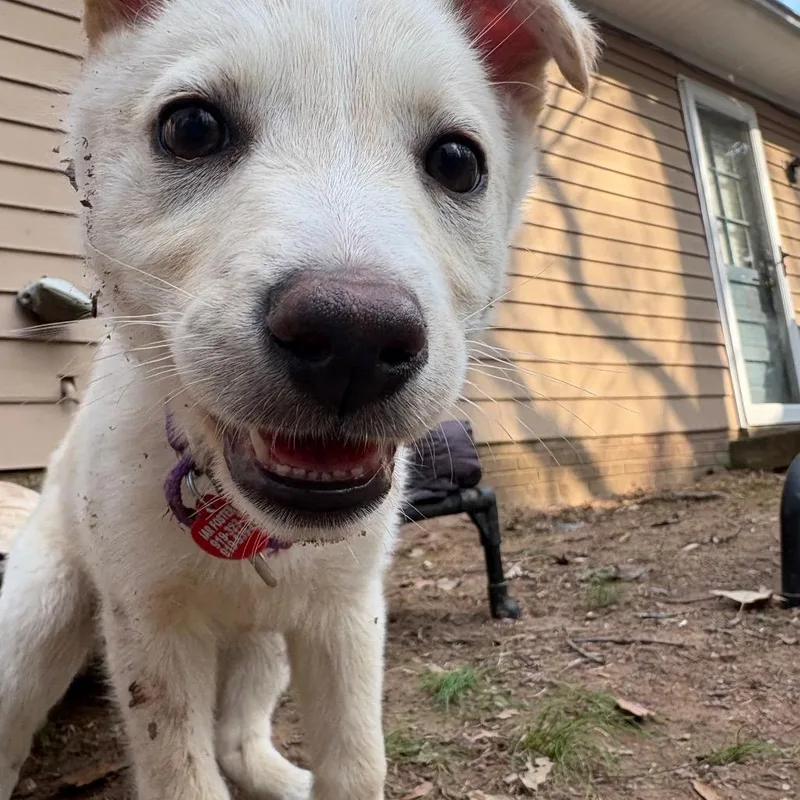 Honey Butter thumbnail 4