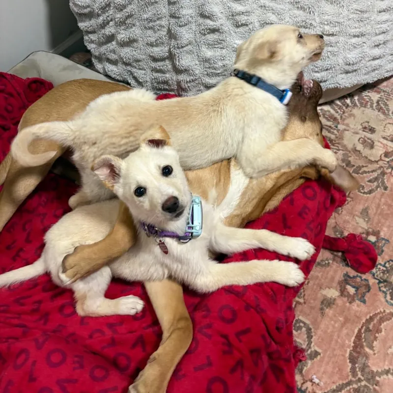 Honey Butter thumbnail 5