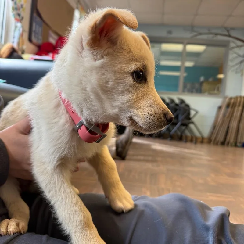 Honey Butter thumbnail 6