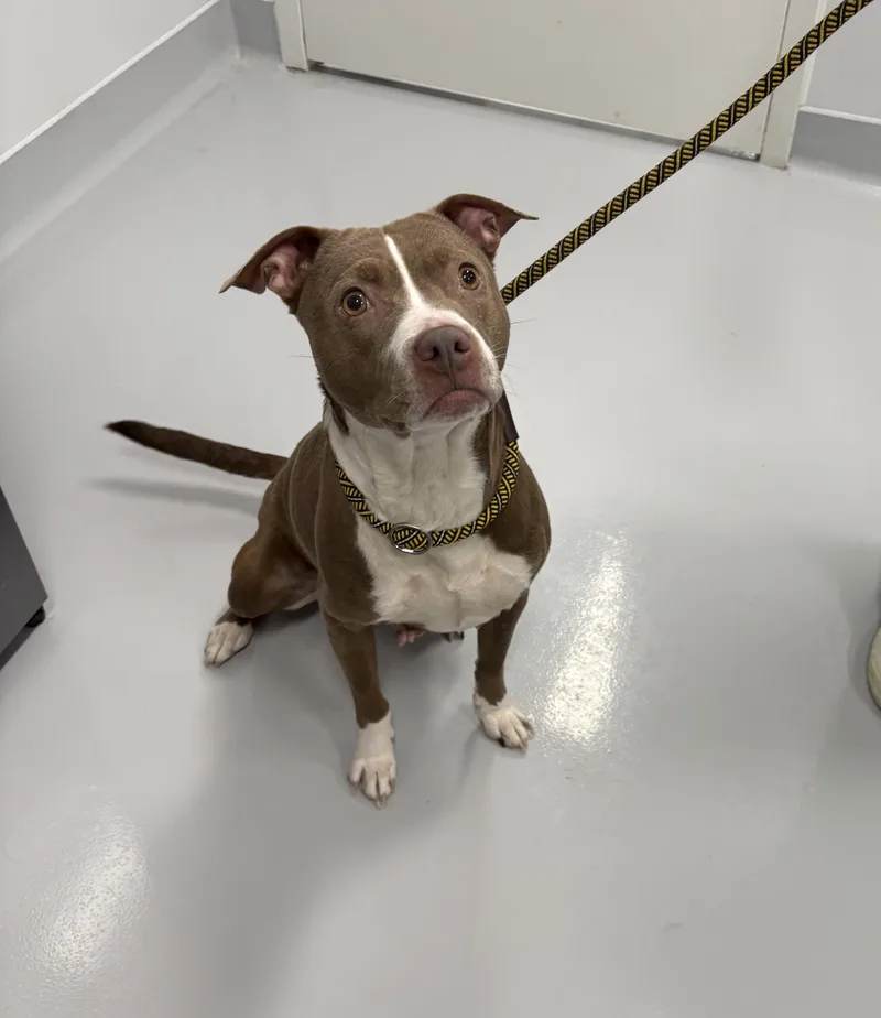 Doobie Doo thumbnail 2